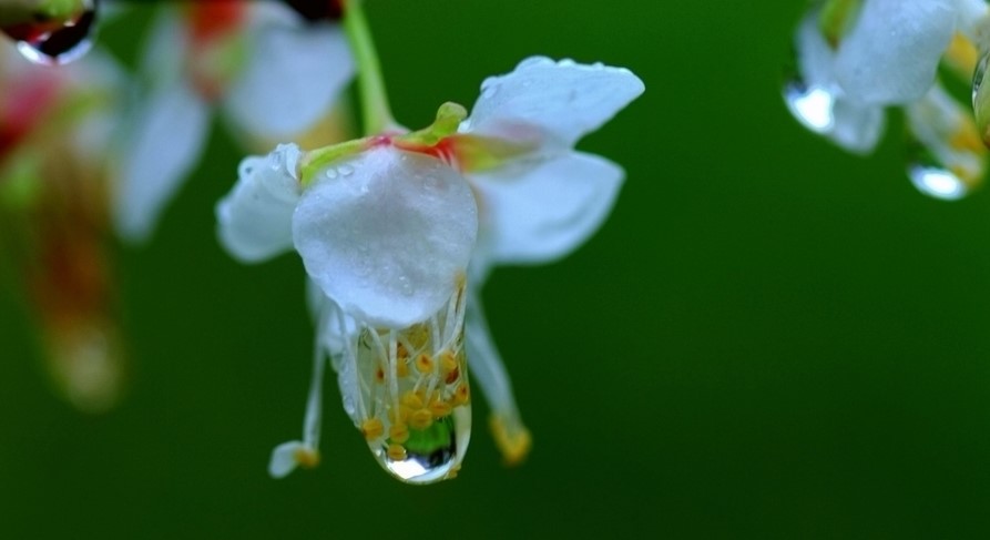 冻雨是什么雨